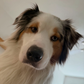 Profile image of Ollie the Aussie