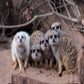 Profile image of Meerkat Mob - Adelaide Zoo
