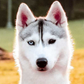 Profile image of Skaya Siberian
