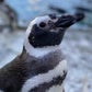 Profile image of Penguins - Aquarium Of The Pacific