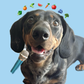 Profile image of LEO THE WEENO