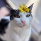 Profile image of Oreo