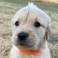 Profile image of Whiskey the Golden