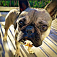 Profile image of Rocco the Frenchie 11