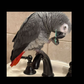 Profile image of Popi Chulo the African Grey Parrot
