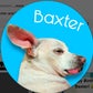 Profile image of Baxter and Friends