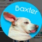 Profile image of Baxter and Friends