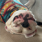 Profile image of Petey the Singing Bulldog