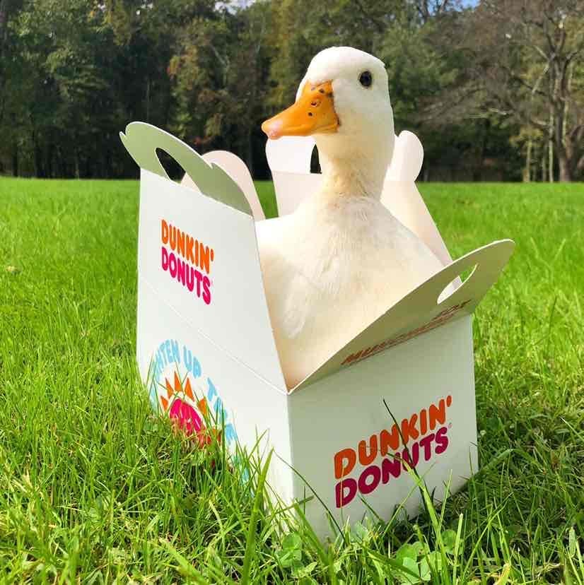 Krissy Ellis (Dunkin Ducks)