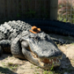 Profile image of JungleDoriasWildlifePark