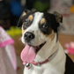 Profile image of THE Dog Mom and Killian