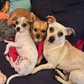 Profile image of Ourcrazyanimals_