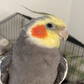Profile image of YumYum The Cockatiel