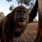Profile image of Kev The Yowie