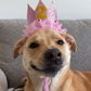 Profile image of Sassy Sandra