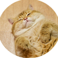 Profile image of Hosico Cat