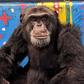 Profile image of Project Chimps