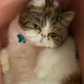 Profile image of Papaya The Cat