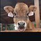 Profile image of Rhys
