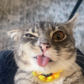 Profile image of Rigby Cat