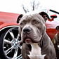 Profile image of Meechie the Pitbull