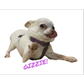 Profile image of Where's Gizzie