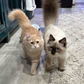 Profile image of Finn and Bean