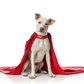 Profile image of Krypto The Superdog AKA Pepsi