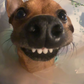 Profile image of Dexter