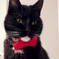 Profile image of Bubsy Not The Bobcat
