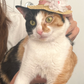 Profile image of Shakey Wobbles