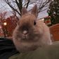 Profile image of Real Peanut Bunner