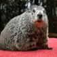 Profile image of Punxsutawney Phil