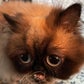 Profile image of Yohji Kattamoto