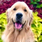 Profile image of Sterling Newton