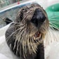 Profile image of Sea Otters at Aquarium of the Pacific