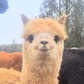 Profile image of Brigadoon Fiber Farm