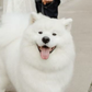 Profile image of Mango the Samoyed