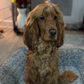 Profile image of Alfie