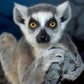 Profile image of Ring Tailed Lemur Family