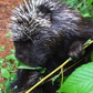 Profile image of Henry the Porcupine