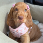 Profile image of Princess Penny