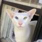 Profile image of Norman