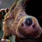 Profile image of Mr Jingles the Sloth