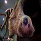 Profile image of Mr Jingles the Sloth