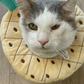 Profile image of Tay (Harper Gruffy)