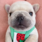 Profile image of Pibblepan