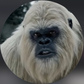 Profile image of Yeti Boo