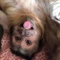 Profile image of Georgie Boy
