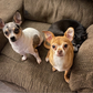 Profile image of Hatchthechihuahua0907